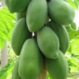 青木瓜泡茶告別「痛風」